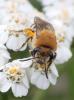 Colletes similis